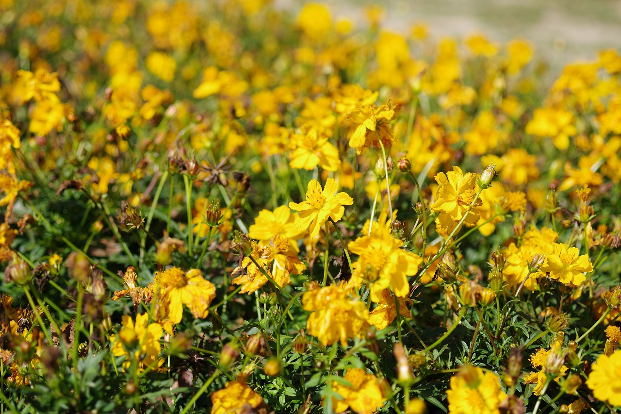 群馬県前橋市の群馬フラワーパークの花々