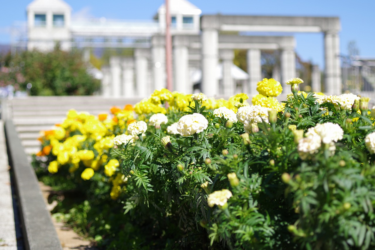 群馬県前橋市の群馬フラワーパークの花々