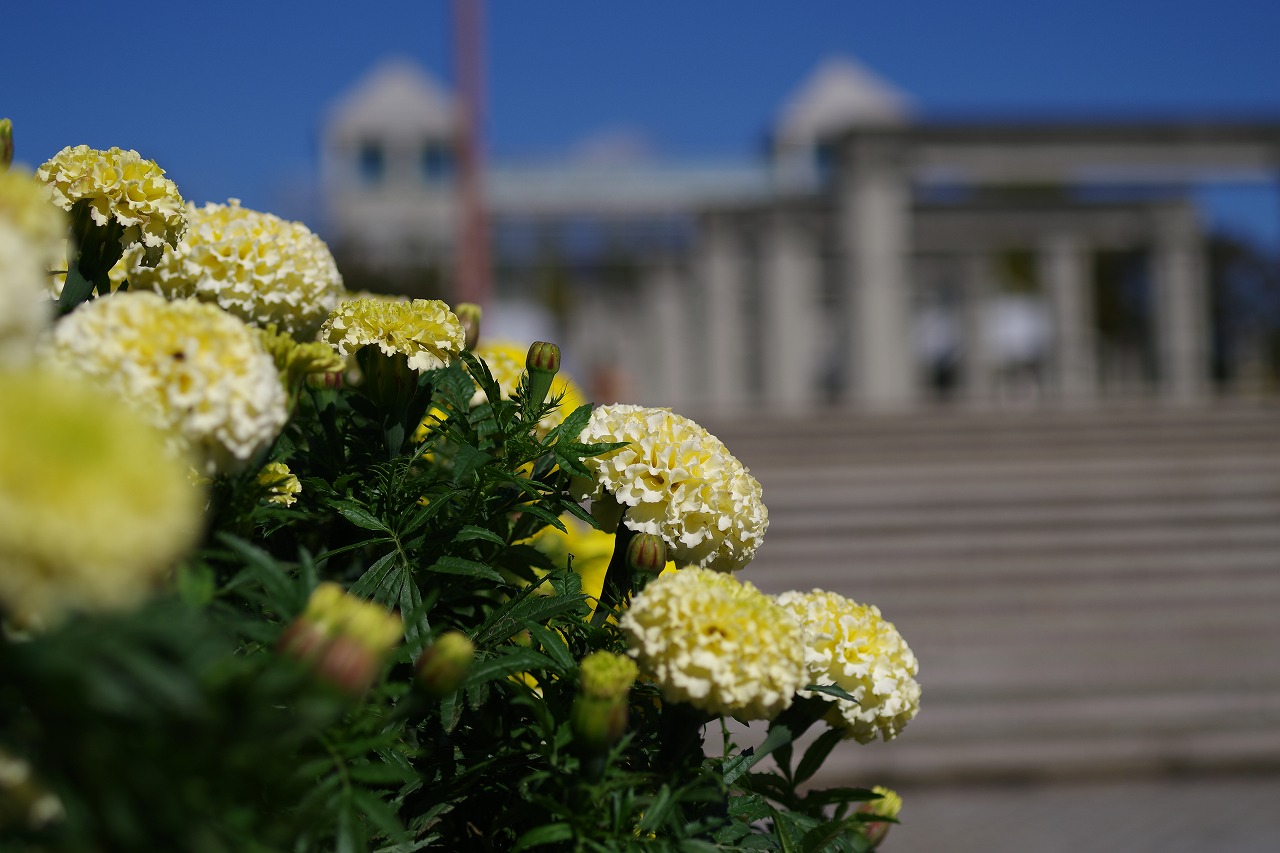 群馬県前橋市の群馬フラワーパークの花々