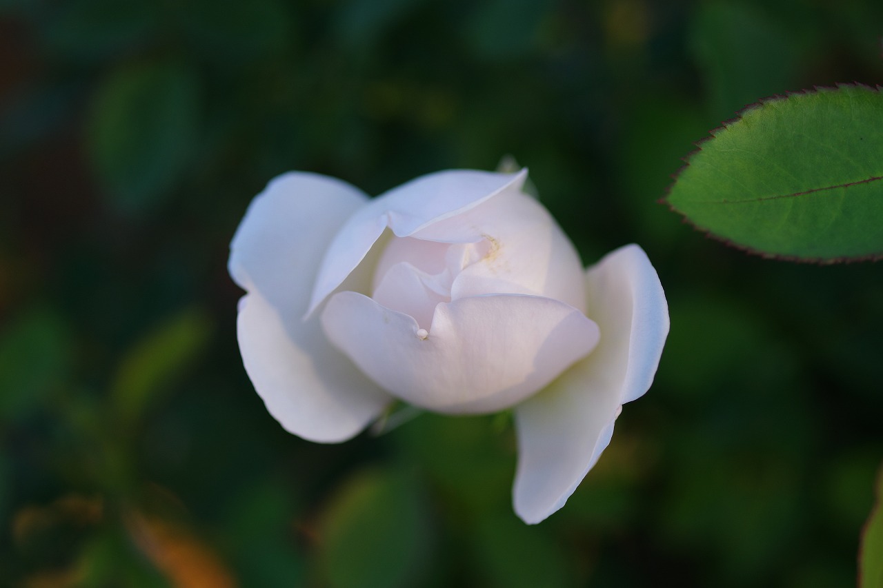 群馬県前橋市の敷島公園のバラ園
