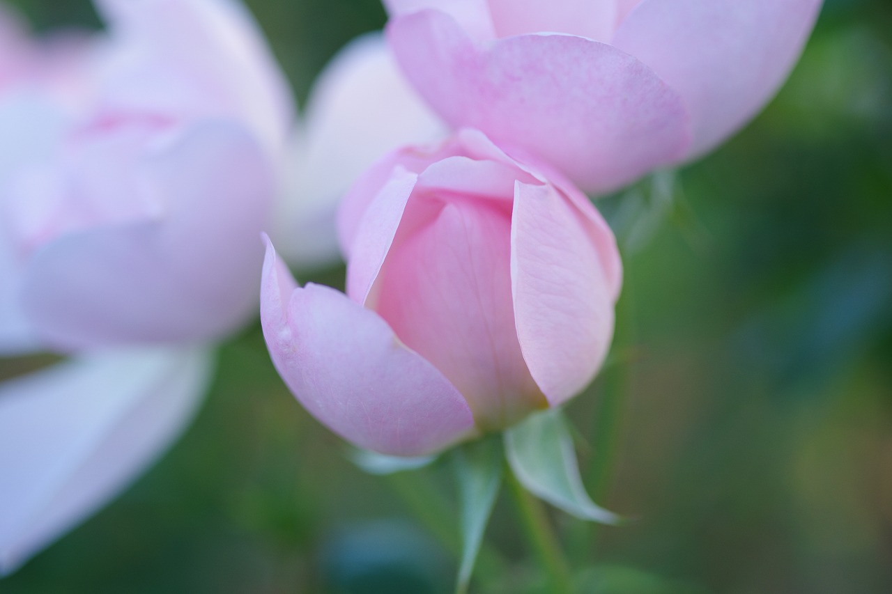 群馬県前橋市の敷島公園のバラ園