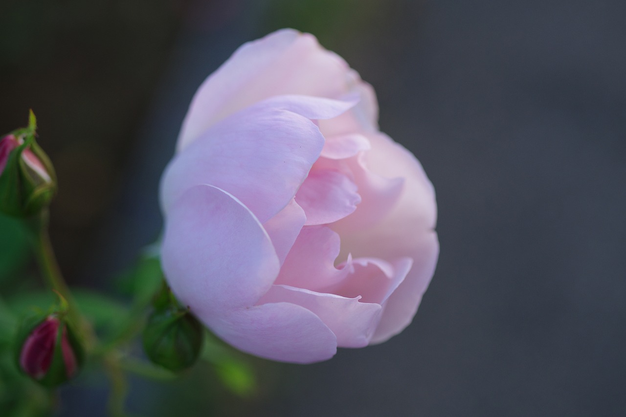 群馬県前橋市の敷島公園のバラ園