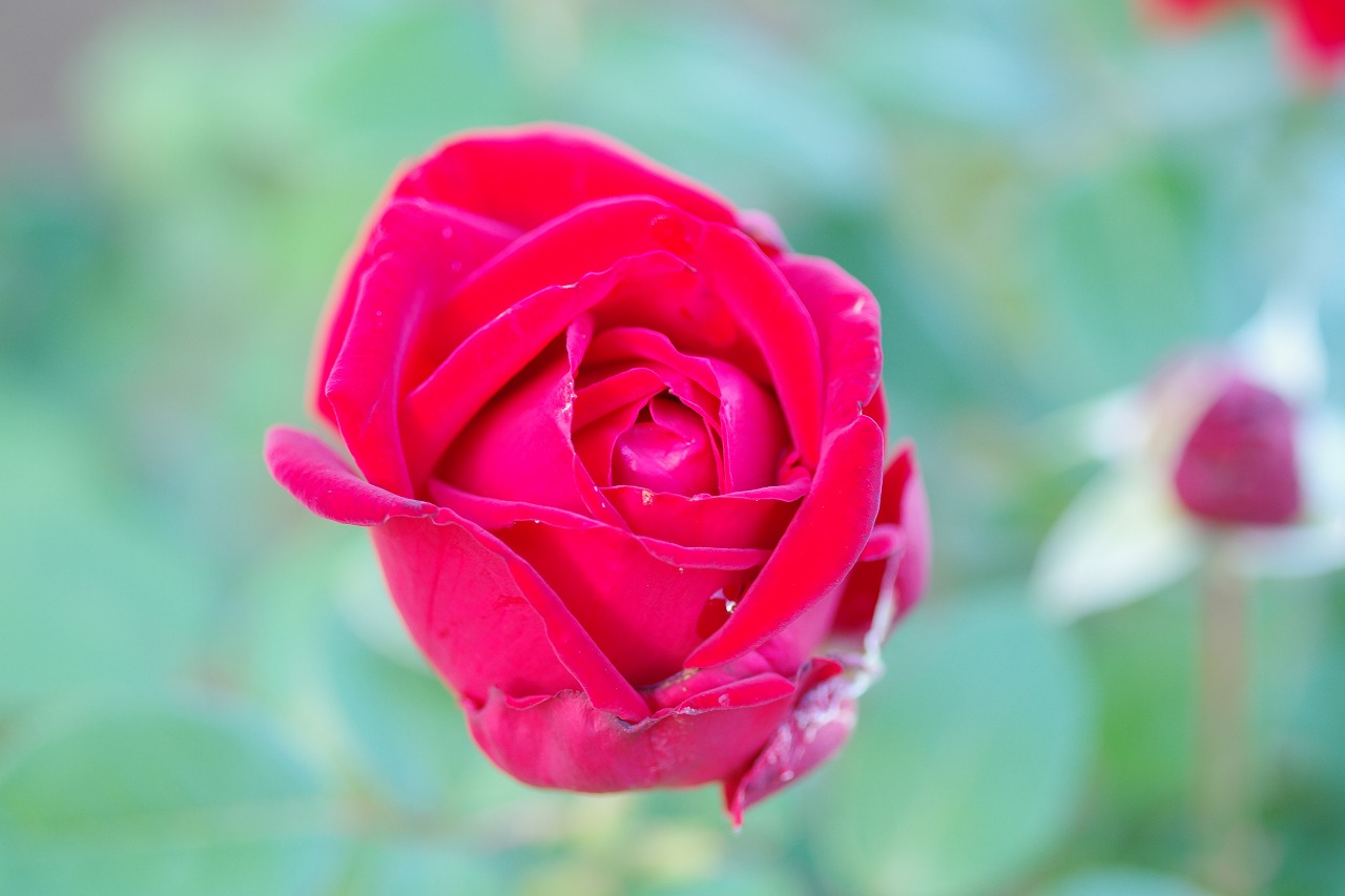 群馬県前橋市の敷島公園のバラ園