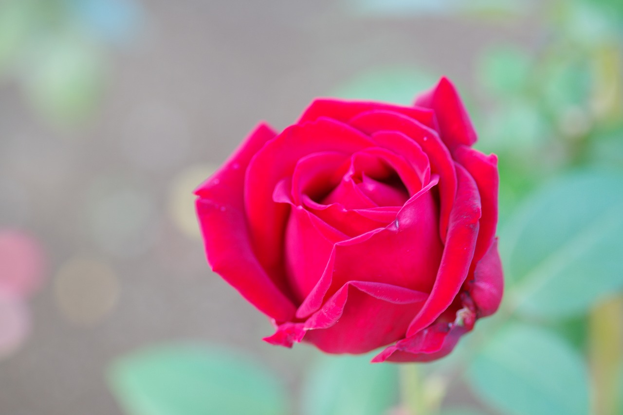 群馬県前橋市の敷島公園のバラ園