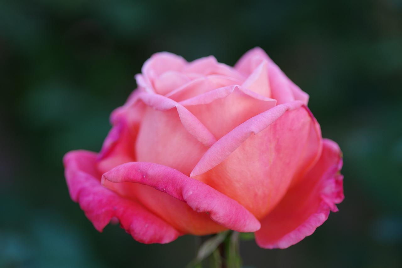 群馬県前橋市の敷島公園のバラ園