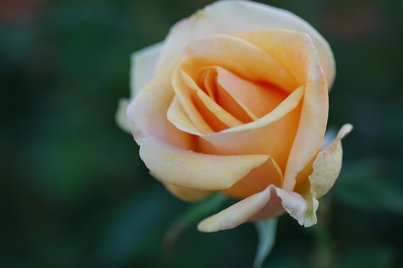 群馬県前橋市の敷島公園のバラ園
