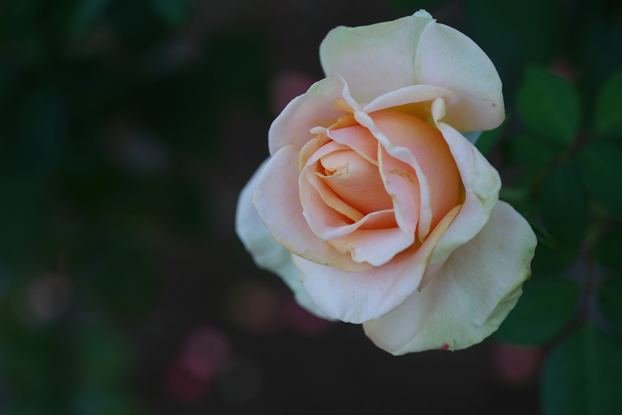 群馬県前橋市の敷島公園のバラ園