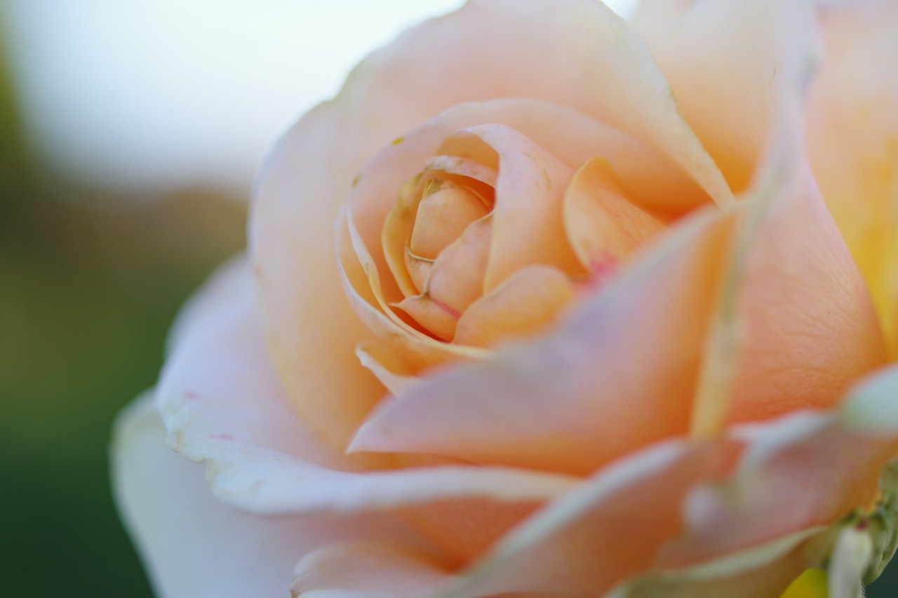 群馬県前橋市の敷島公園のバラ園