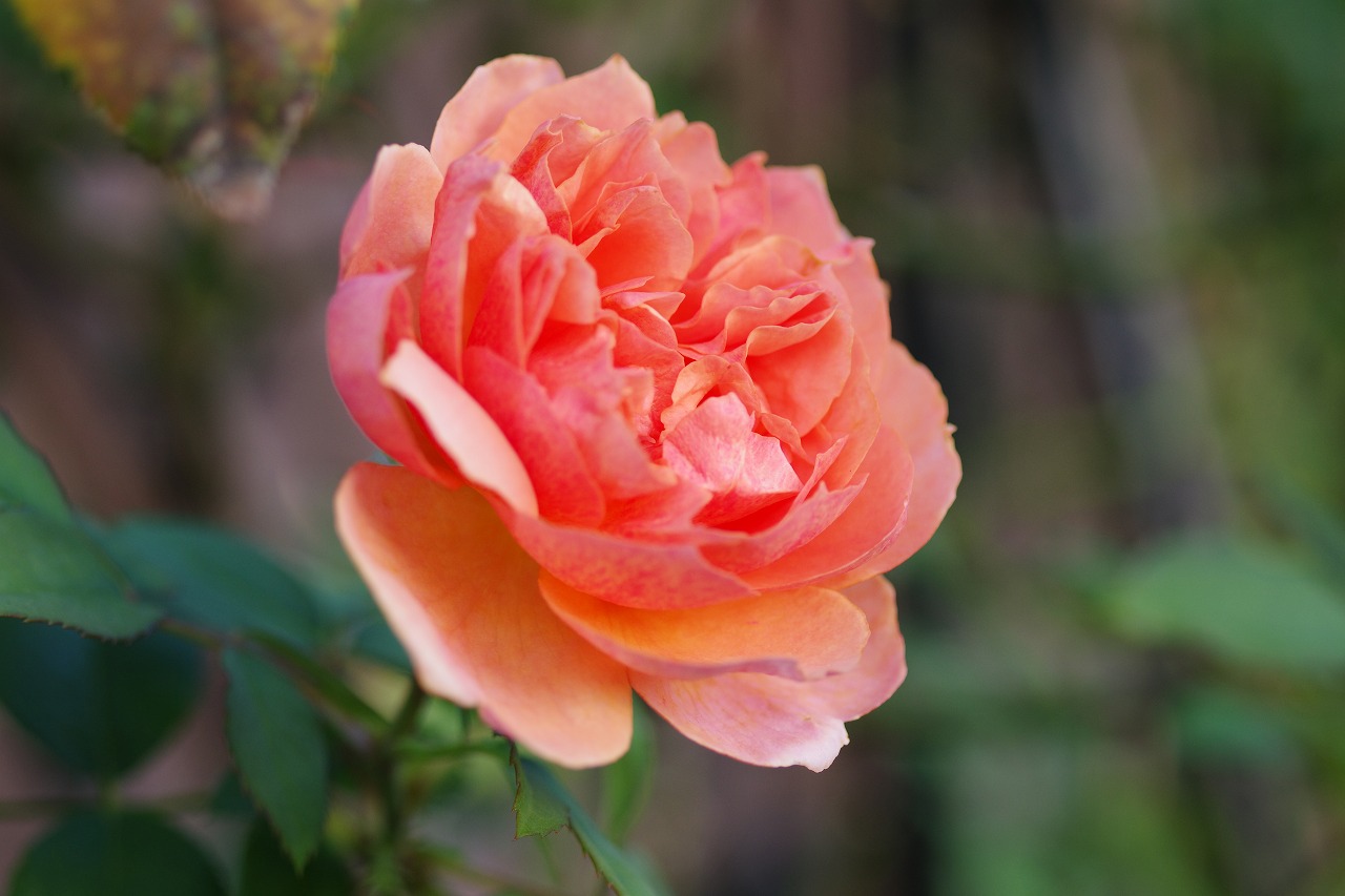 群馬県前橋市の敷島公園のバラ園