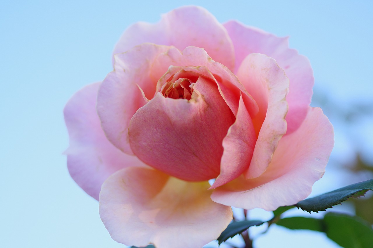 群馬県前橋市の敷島公園のバラ園