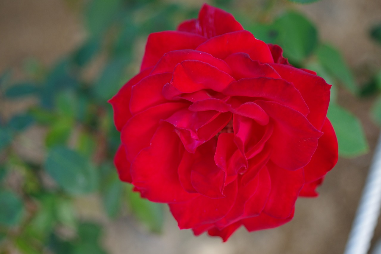 群馬県前橋市の敷島公園のバラ園