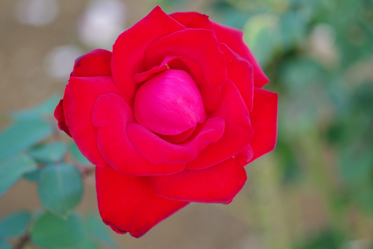 群馬県前橋市の敷島公園のバラ園