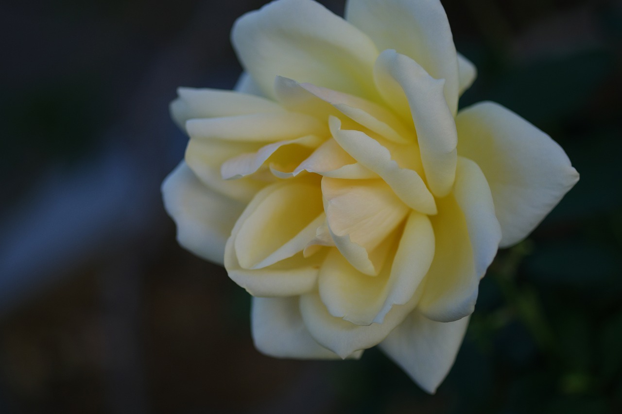 群馬県前橋市の敷島公園のバラ園