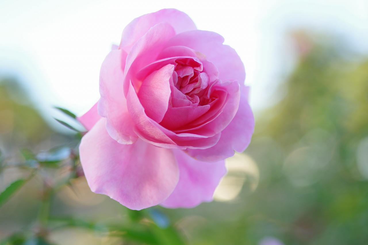 群馬県前橋市の敷島公園のバラ園