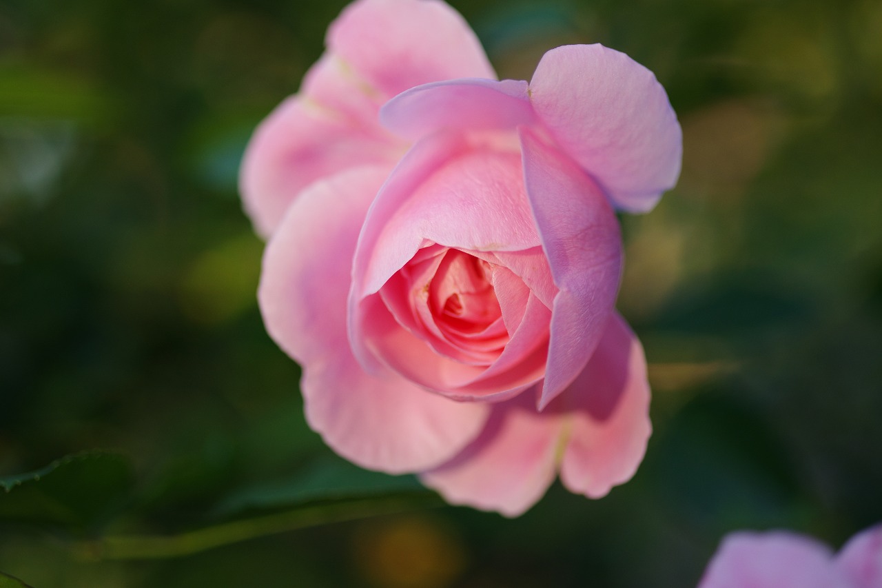 群馬県前橋市の敷島公園のバラ園