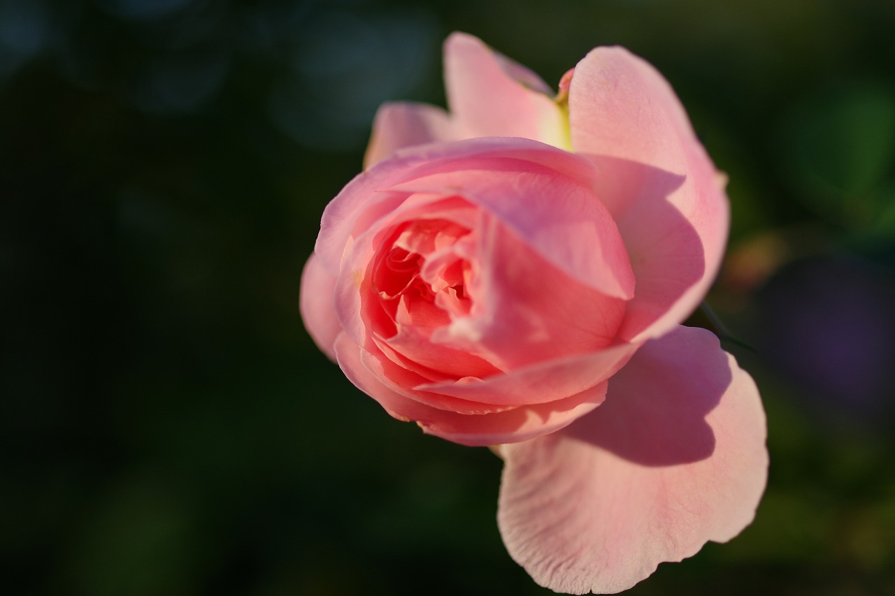 群馬県前橋市の敷島公園のバラ園