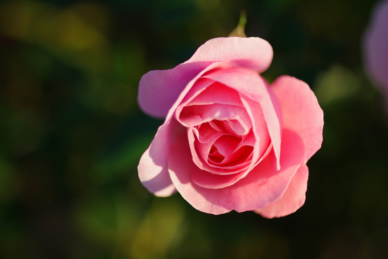 群馬県前橋市の敷島公園のバラ園