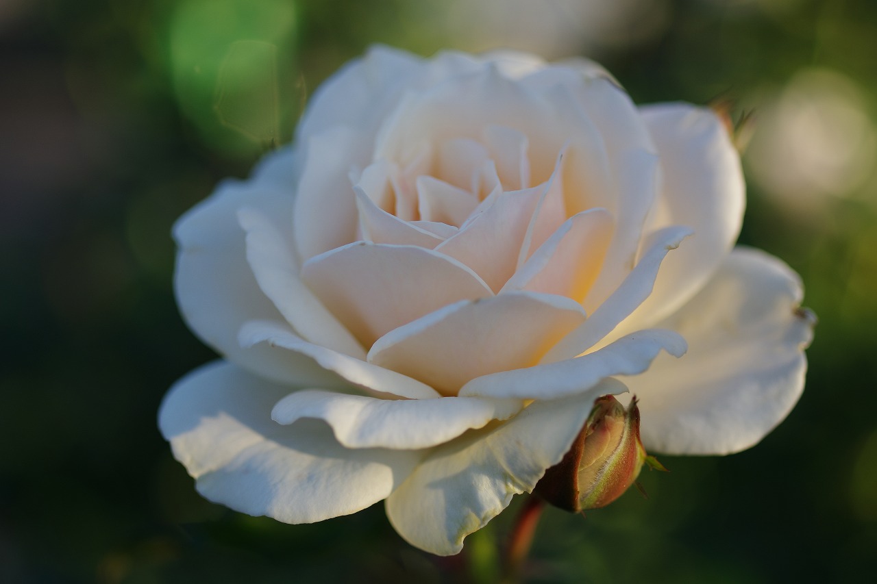 群馬県前橋市の敷島公園のバラ園
