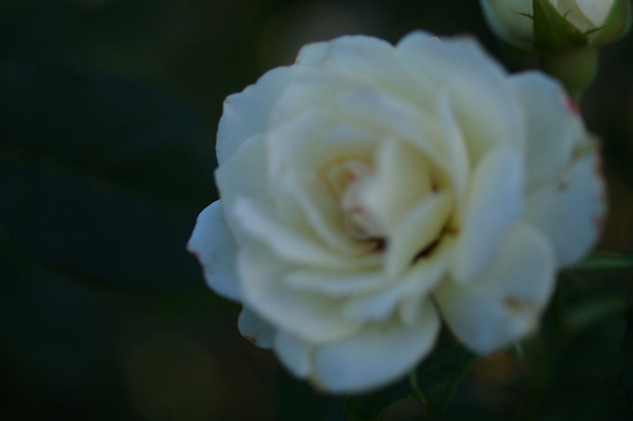 群馬県前橋市の敷島公園のバラ園