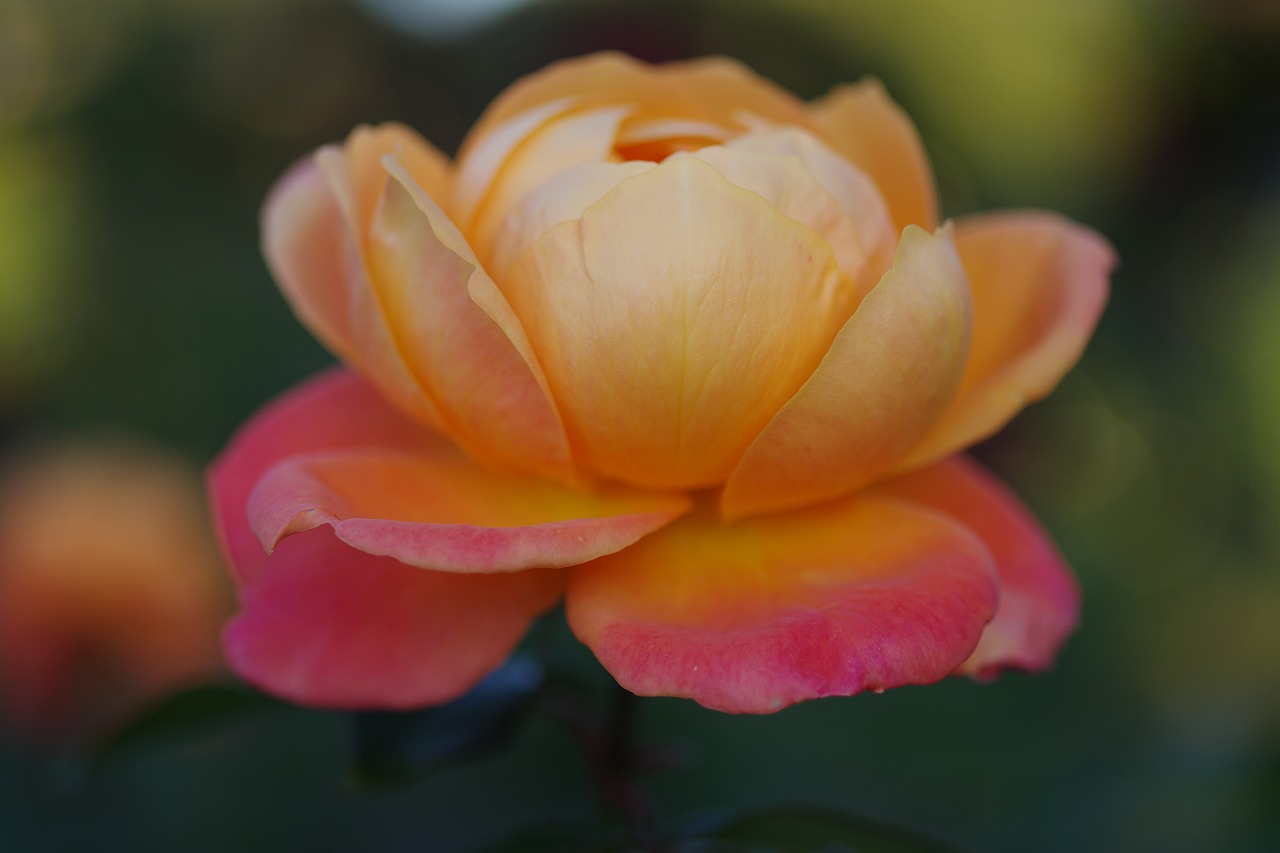群馬県前橋市の敷島公園のバラ園