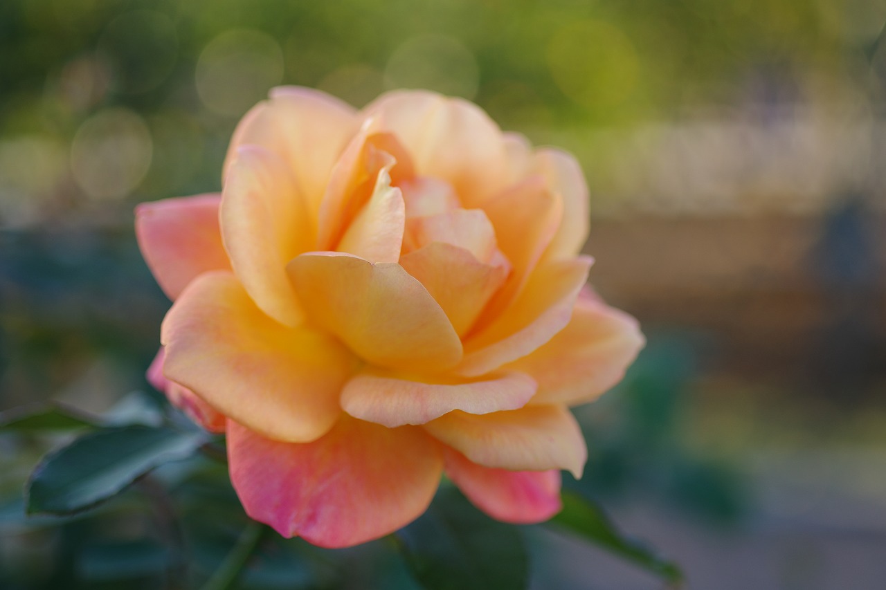 群馬県前橋市の敷島公園のバラ園