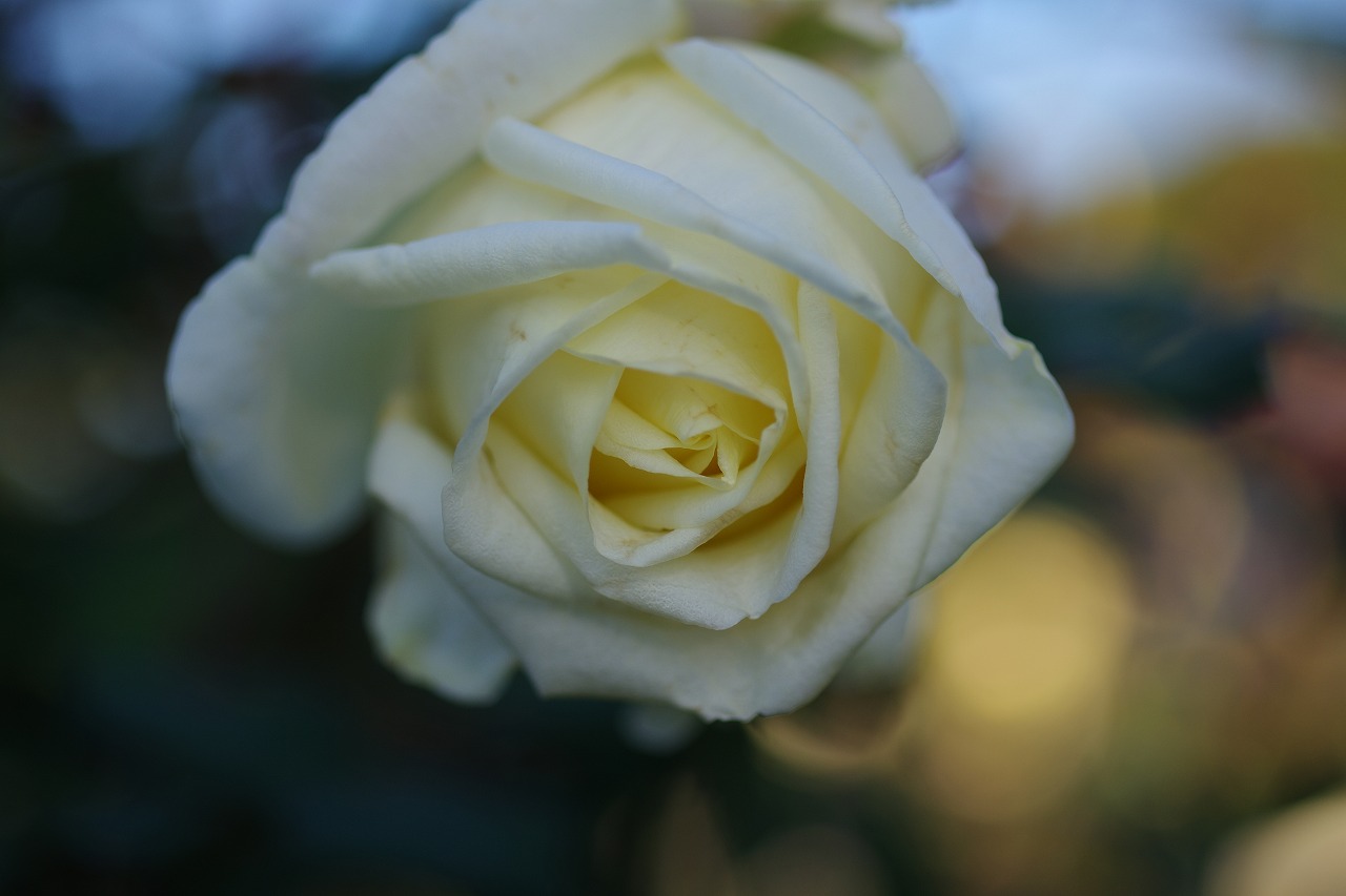 群馬県前橋市の敷島公園のバラ園
