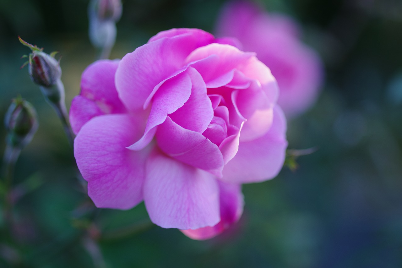 群馬県前橋市の敷島公園のバラ園