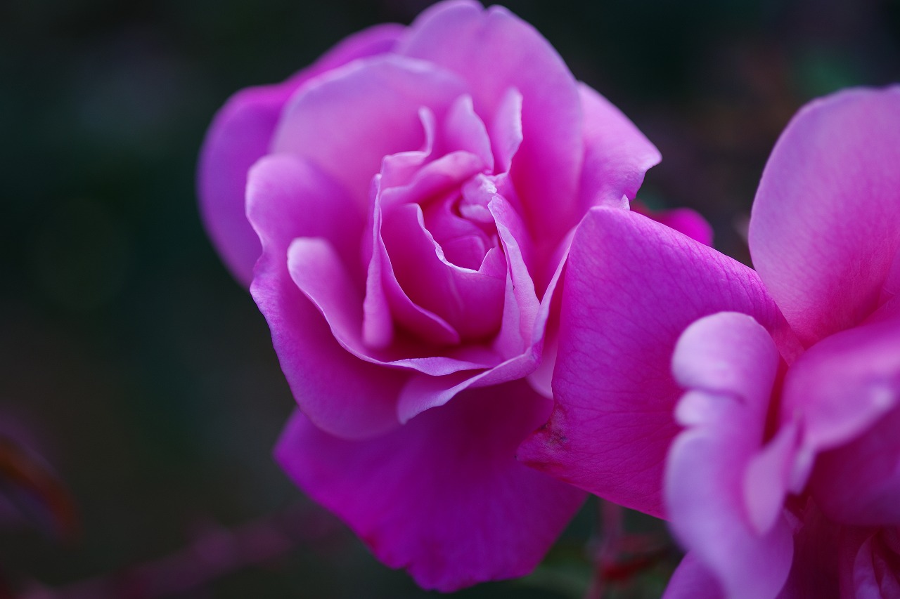 群馬県前橋市の敷島公園のバラ園