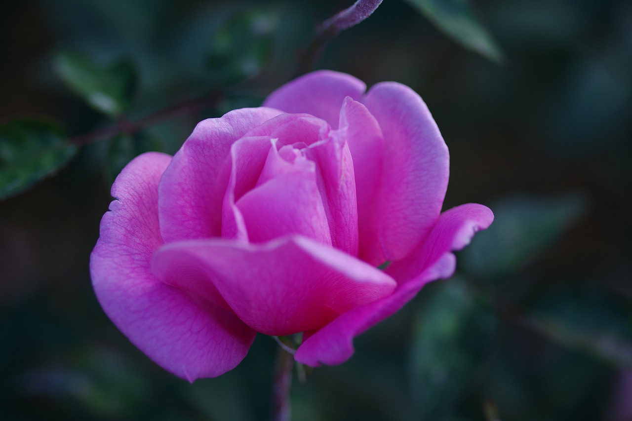 群馬県前橋市の敷島公園のバラ園
