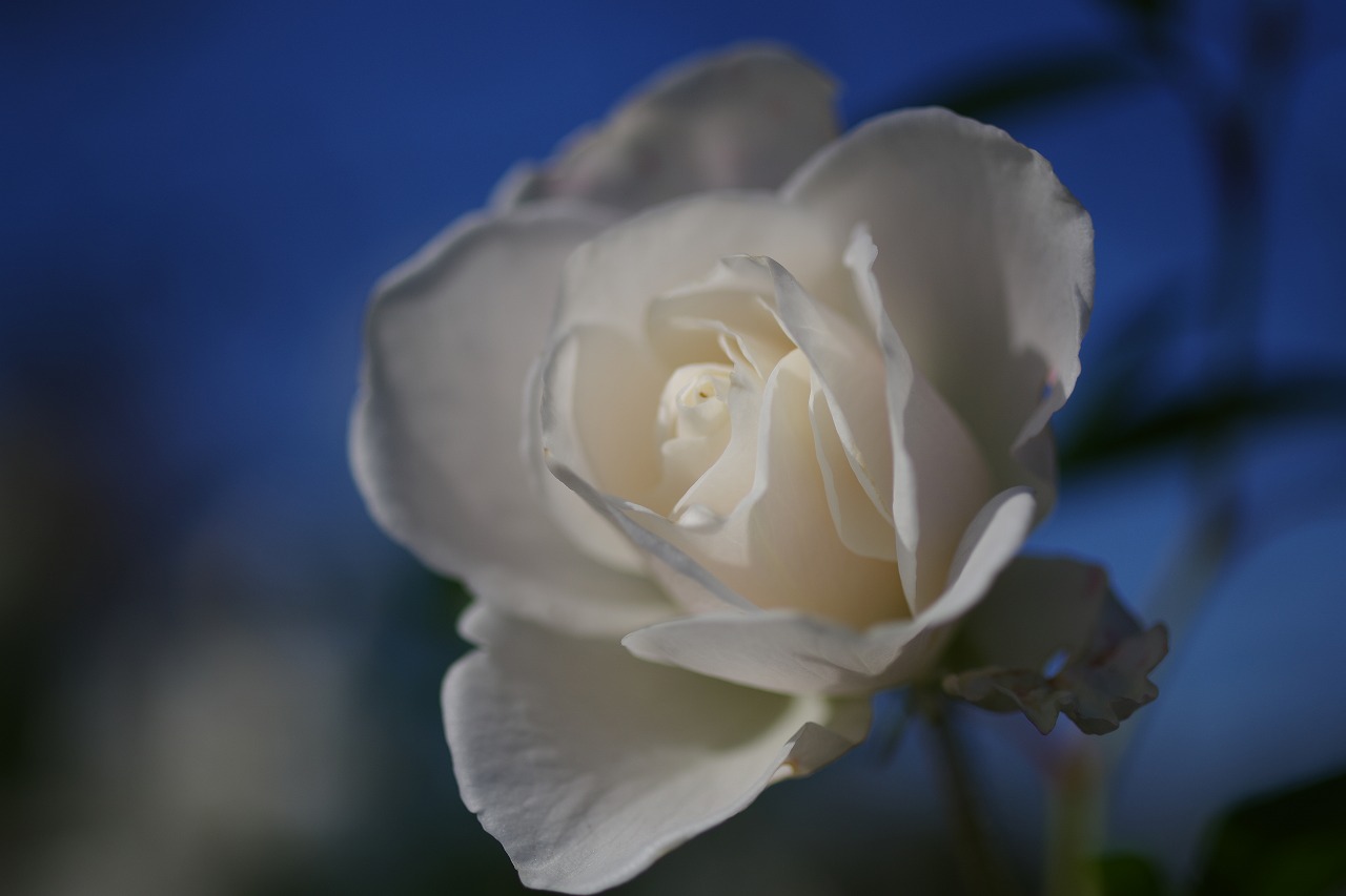 栃木県足利市のあしかがフラワーパークの花々