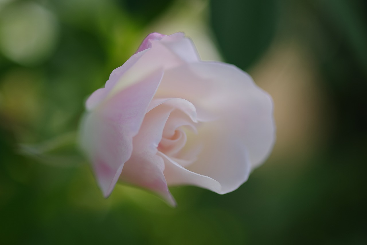 栃木県足利市のあしかがフラワーパークの花々