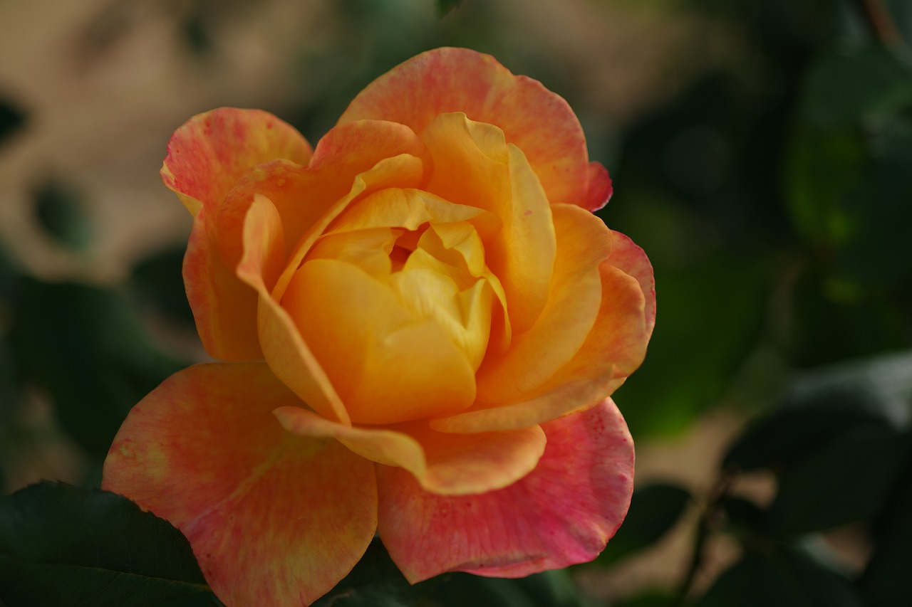 栃木県足利市のあしかがフラワーパークの花々