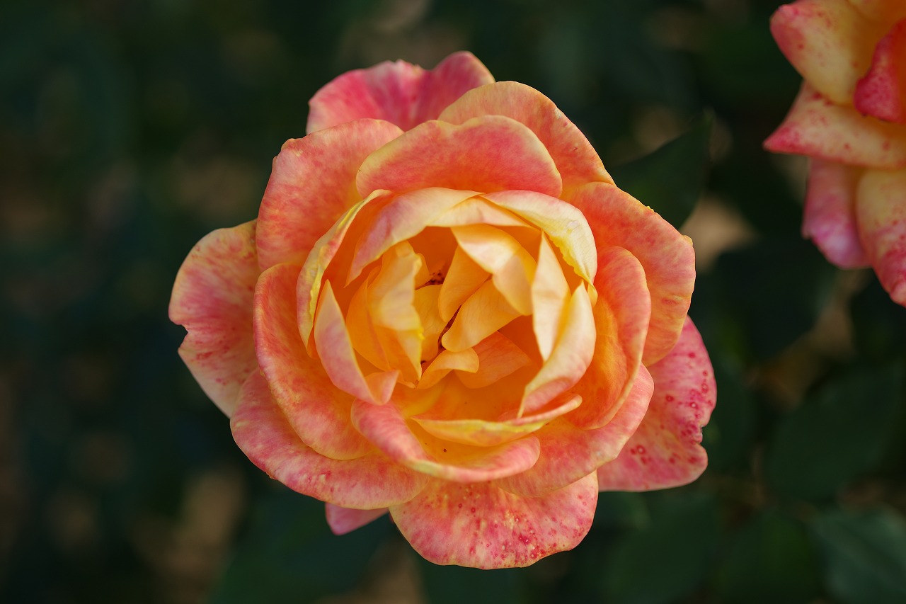 栃木県足利市のあしかがフラワーパークの花々