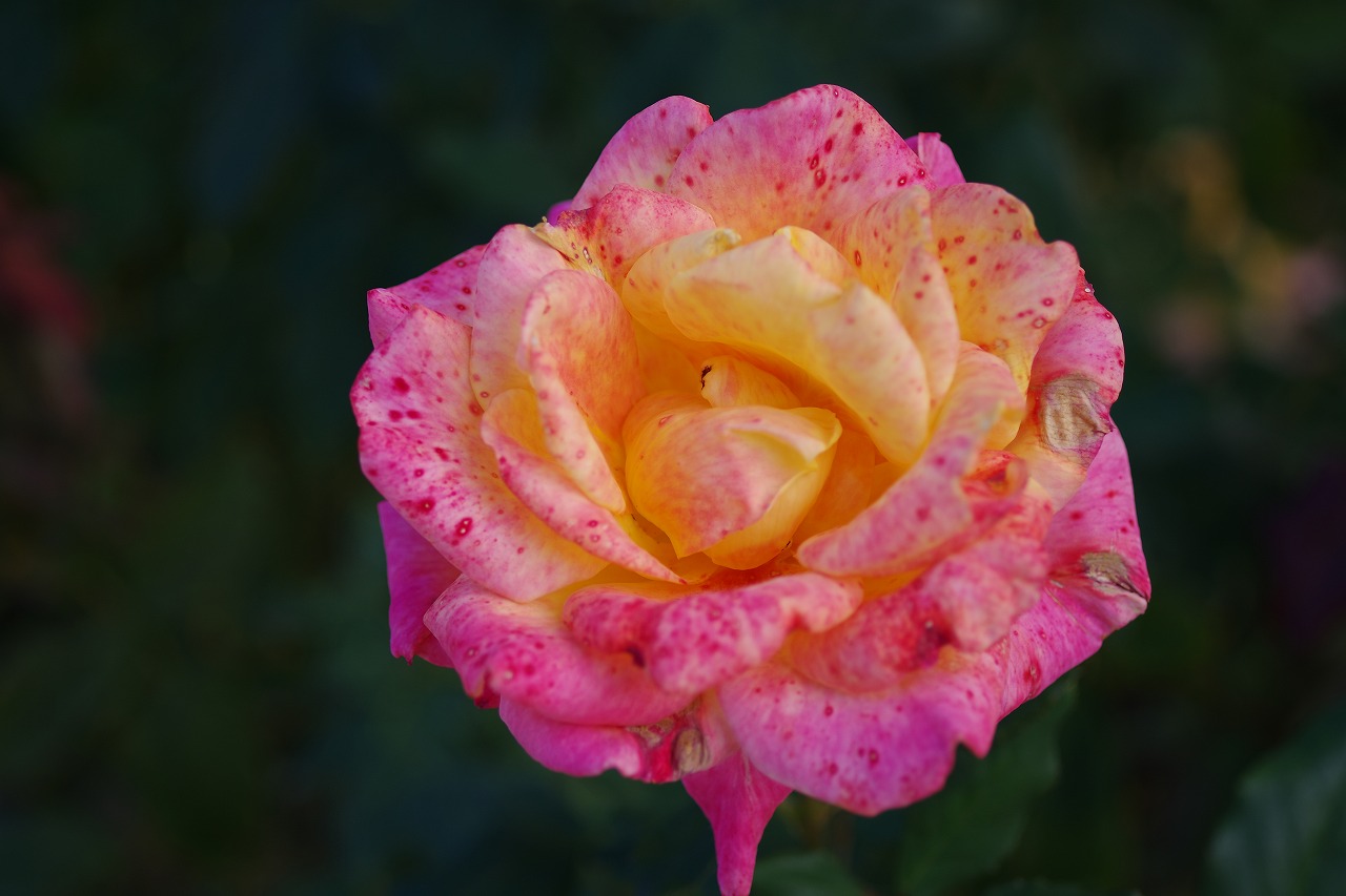 栃木県足利市のあしかがフラワーパークの花々