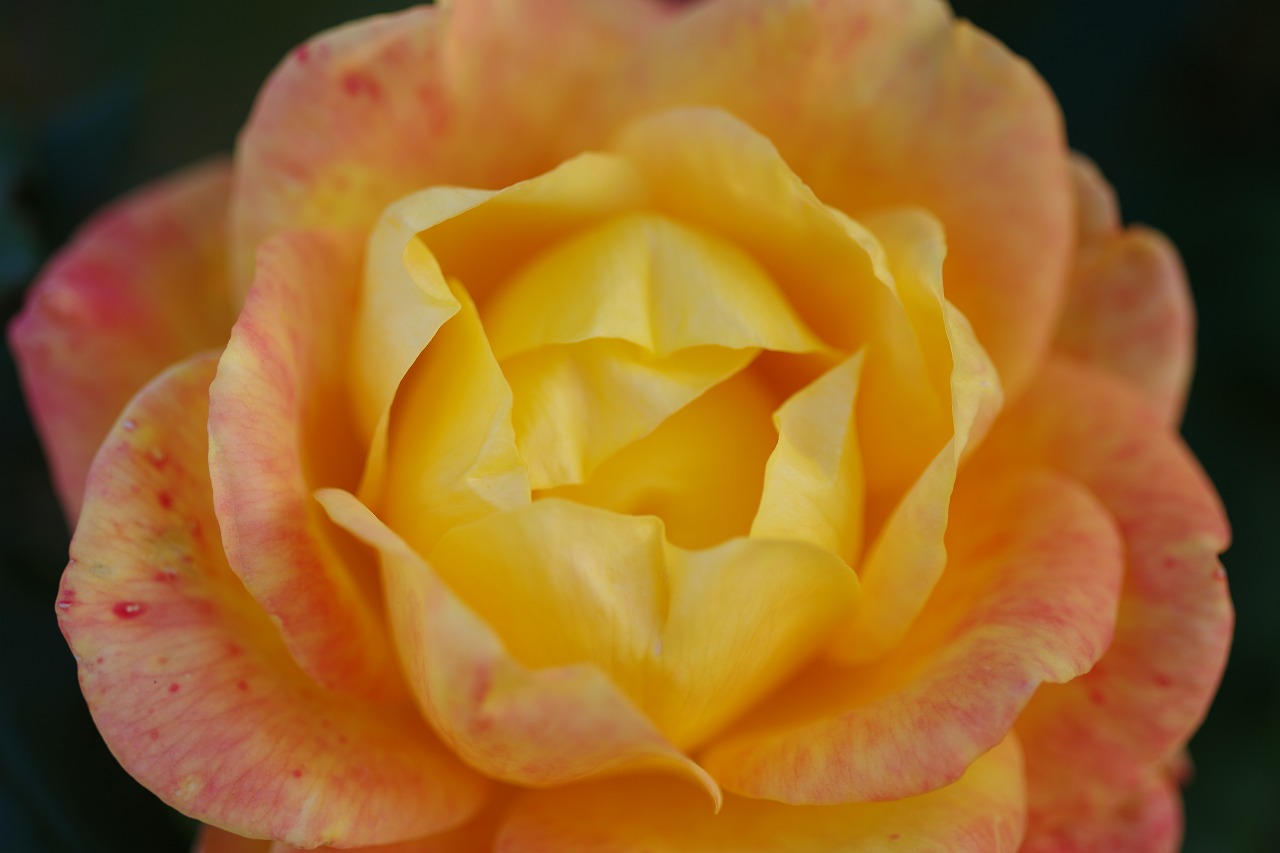 栃木県足利市のあしかがフラワーパークの花々