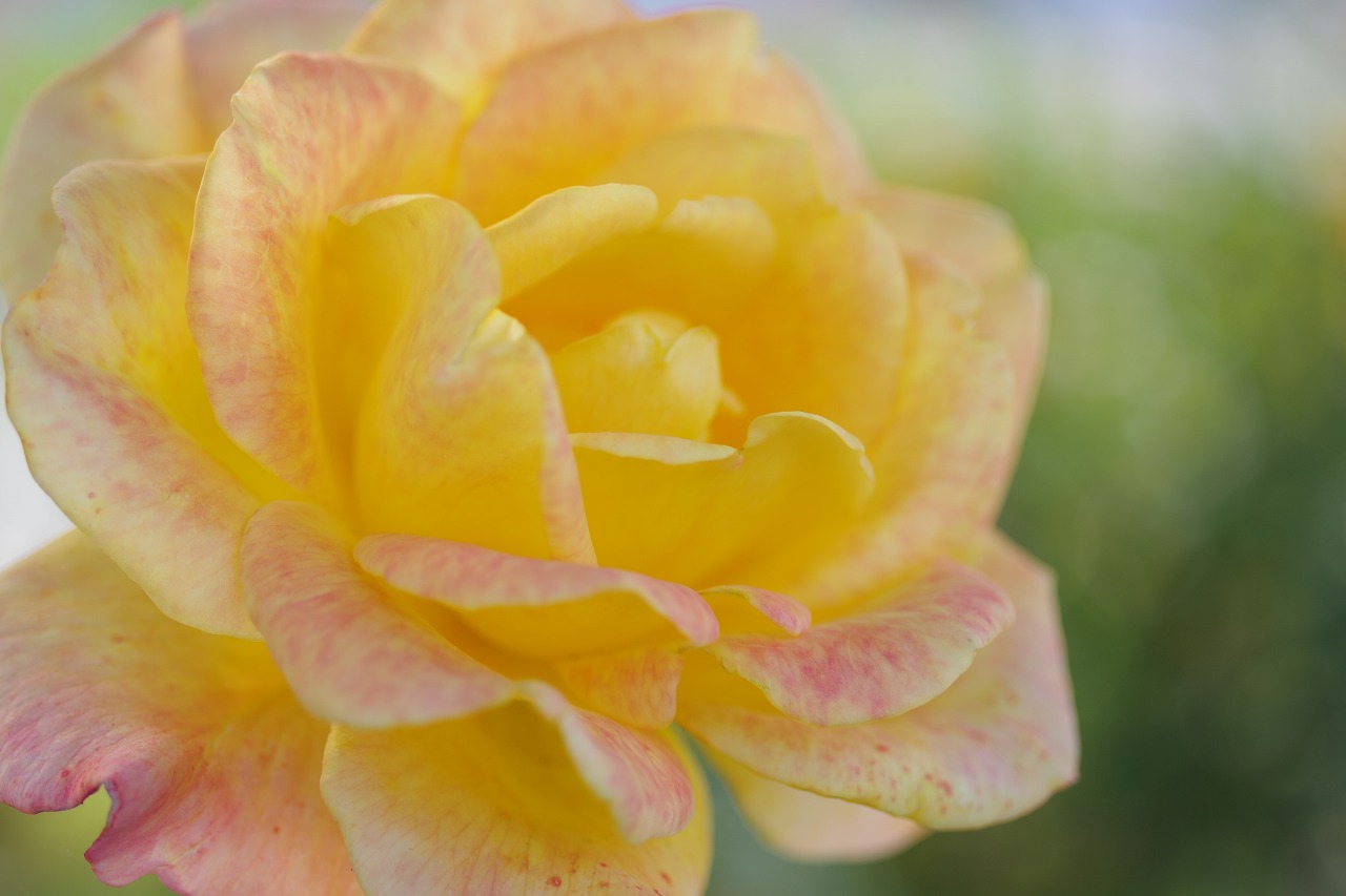 栃木県足利市のあしかがフラワーパークの花々