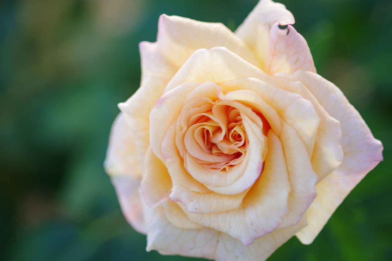 栃木県足利市のあしかがフラワーパークの花々