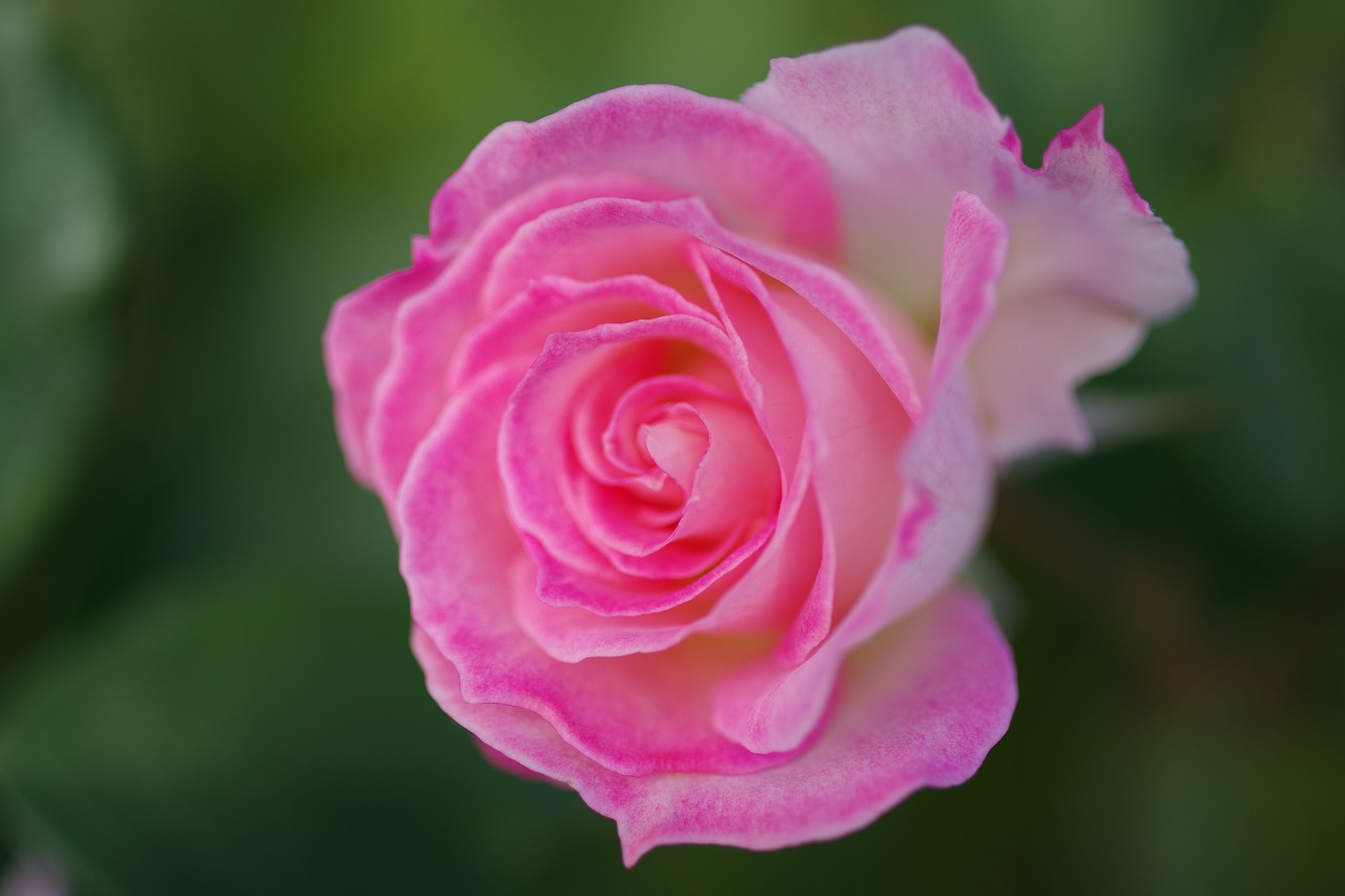栃木県足利市のあしかがフラワーパークの花々