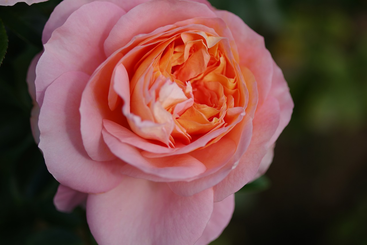 栃木県足利市のあしかがフラワーパークの花々