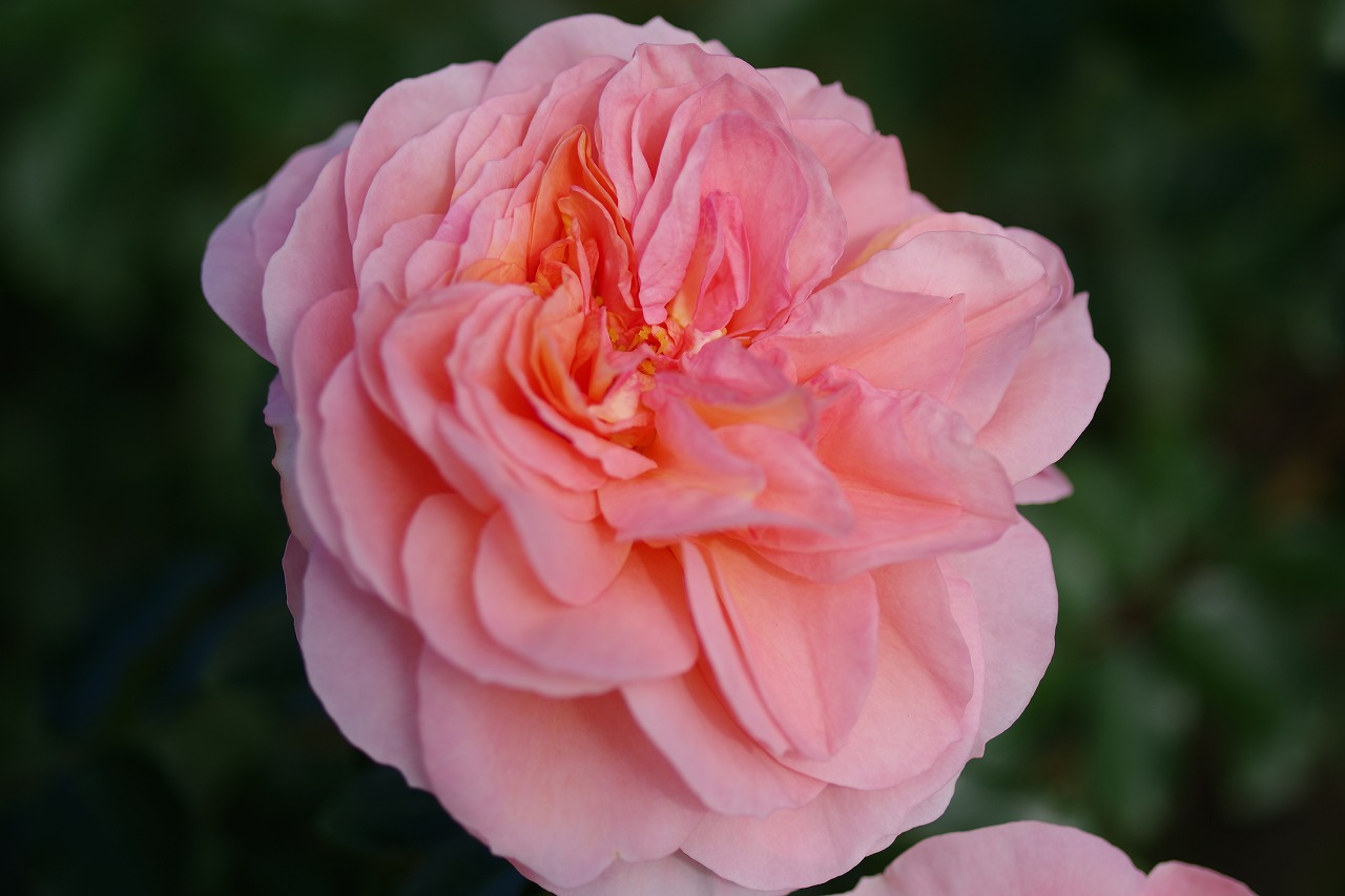 栃木県足利市のあしかがフラワーパークの花々