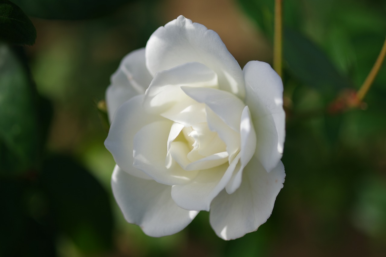 栃木県足利市のあしかがフラワーパークの花々
