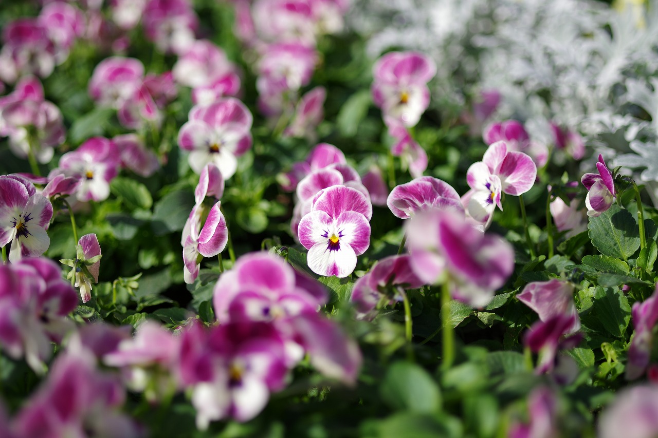 栃木県足利市のあしかがフラワーパークの花々