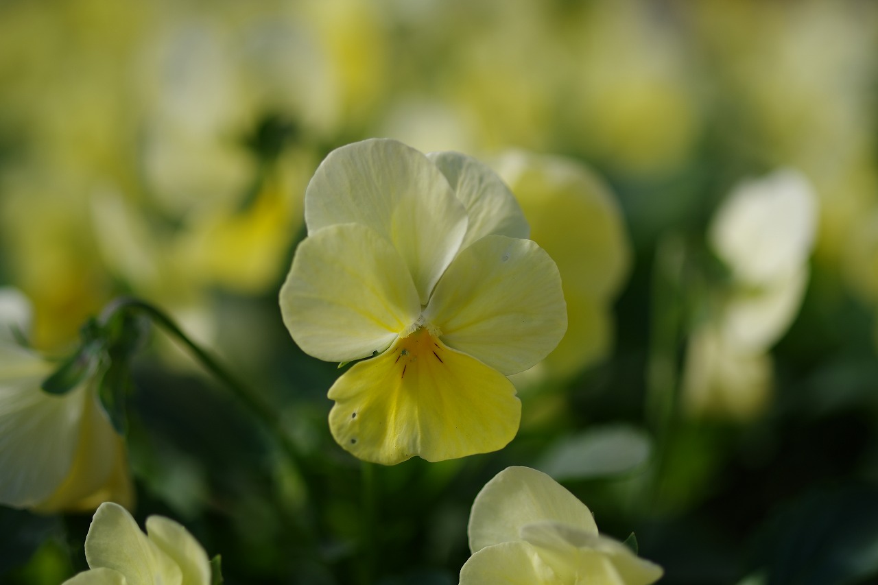 栃木県足利市のあしかがフラワーパークの花々
