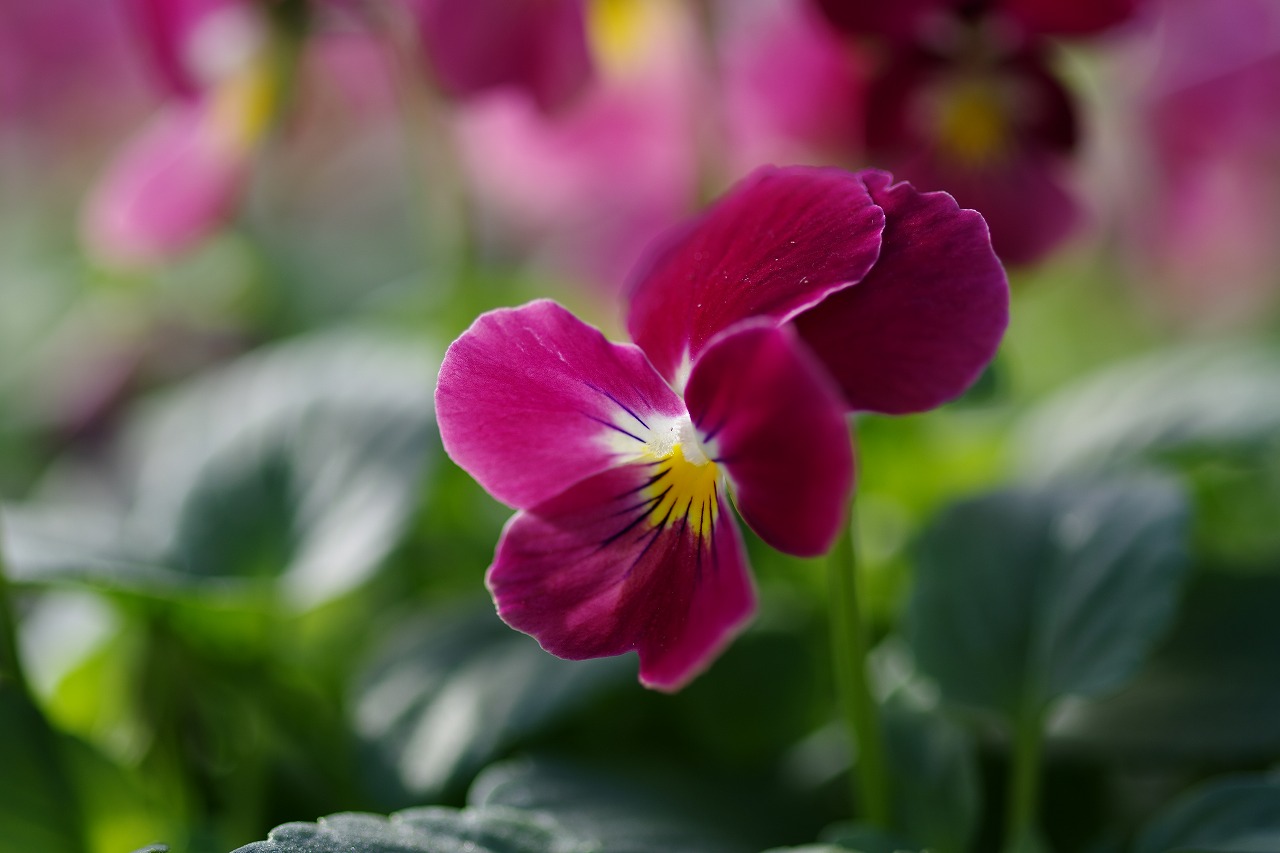 栃木県足利市のあしかがフラワーパークの花々