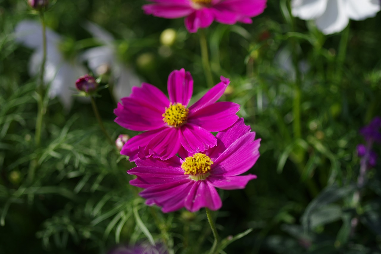 栃木県足利市のあしかがフラワーパークの花々
