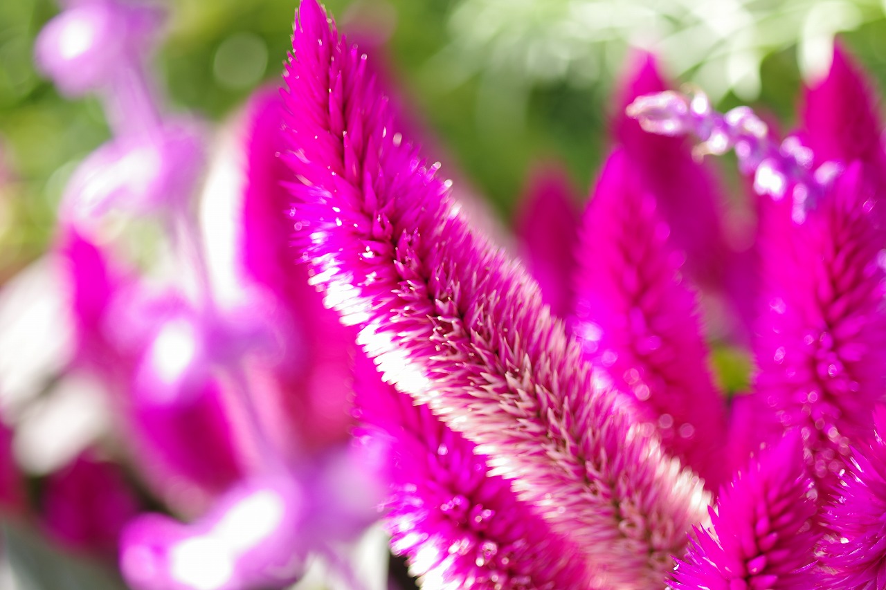 栃木県足利市のあしかがフラワーパークの花々