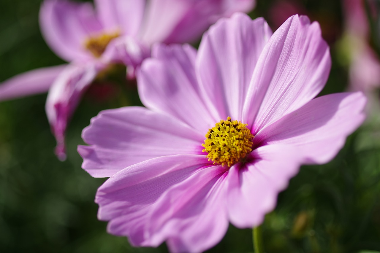 栃木県足利市のあしかがフラワーパークの花々