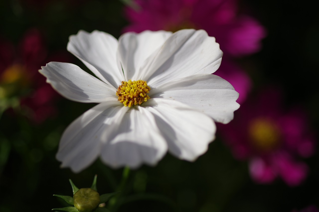栃木県足利市のあしかがフラワーパークの花々