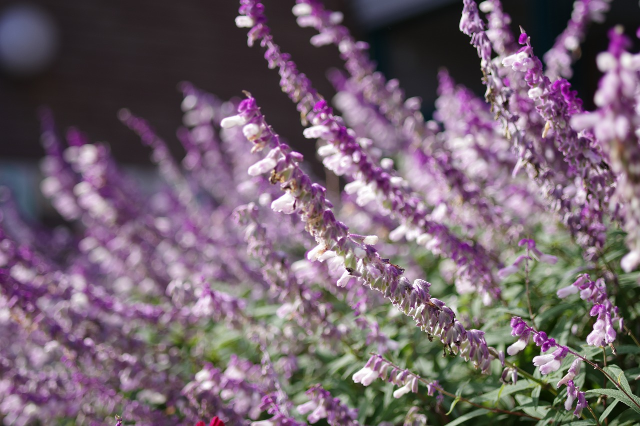 栃木県足利市のあしかがフラワーパークの花々