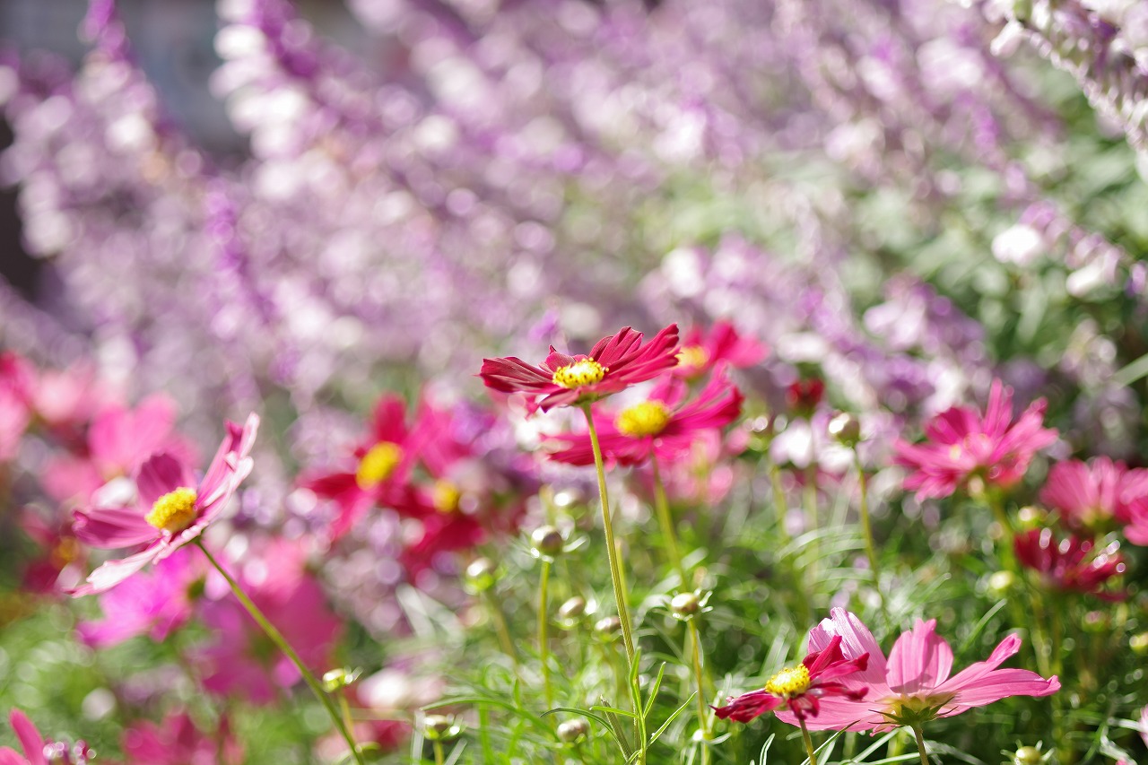 栃木県足利市のあしかがフラワーパークの花々